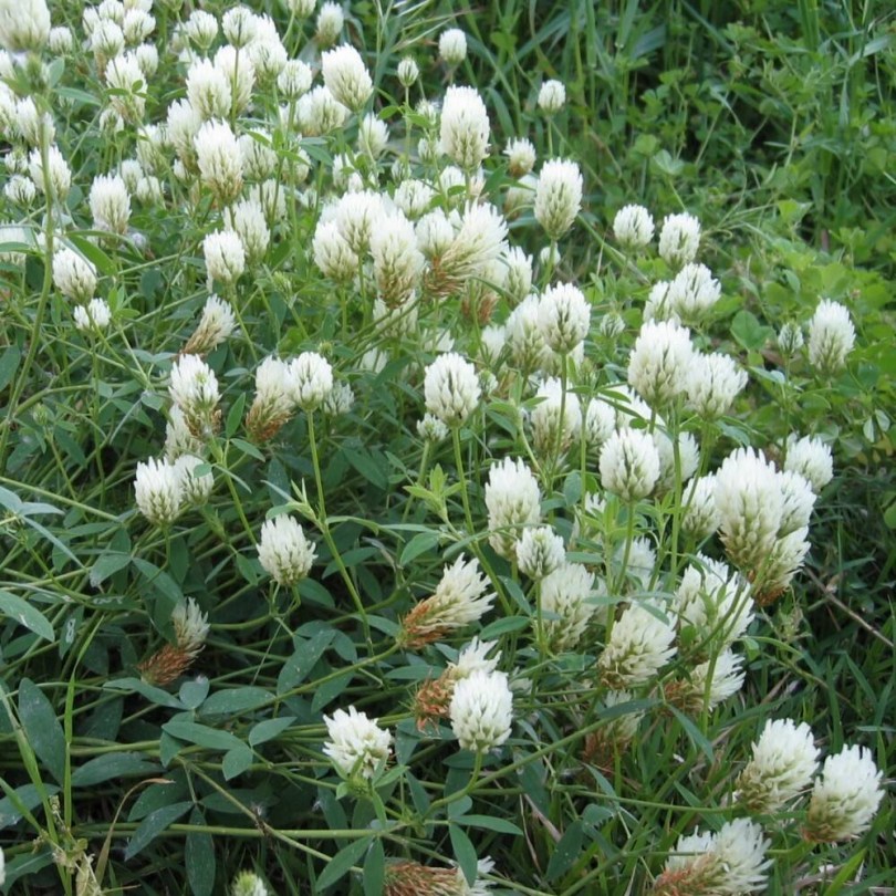 Alexandriai here - Egyiptomi here - Trifolium alexandrinum, Trifolium alexandrinum, etnobotanika